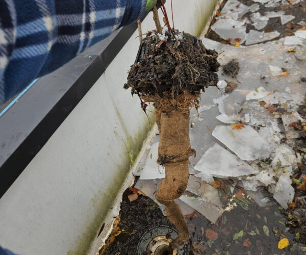 Our roofing crew finds the root of the roof problem