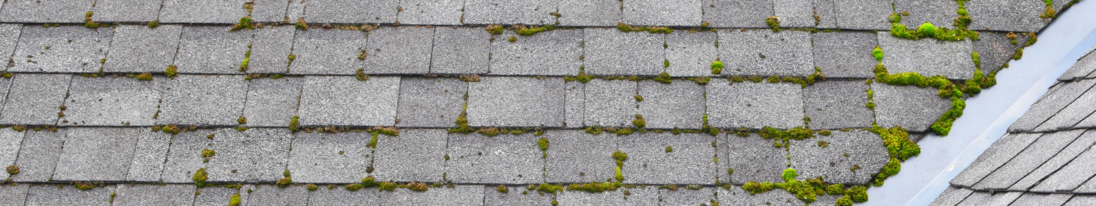 Michigan Roof Algae Removal